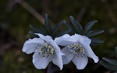 변산 바람꽃