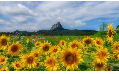 미소 짓는 해바라기