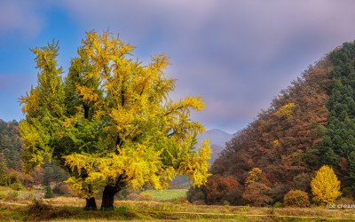 마치 한 그루 은행나무
