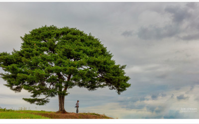 소나무와 함께