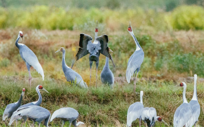 재두루미의노래