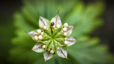 너도바람꽃 씨방