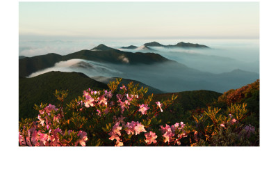 덕유산철쭉