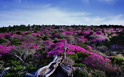 한라산 선작지왓 털진달래 - 한라산