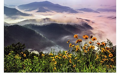 함백산의 봄