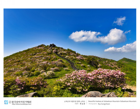 소백산의 아름다운 철쭉