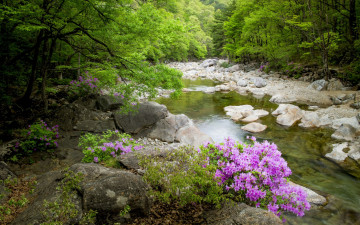 뱀사골 수달래 - 지리산