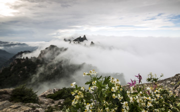 꽃이 있는 풍경