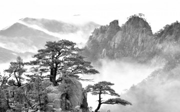 우리 조선 소나무들..