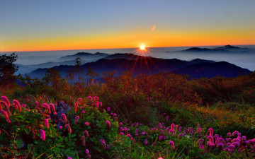 산오이풀이  있는 새벽 풍경