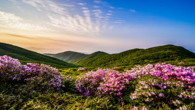 덕유평전 철쭉