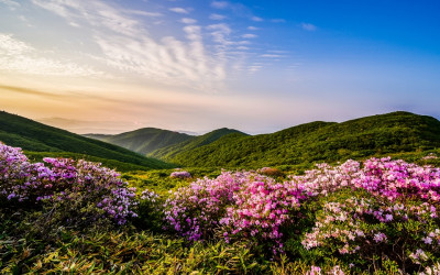덕유평전 철쭉