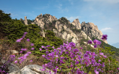 도봉산의 봄!