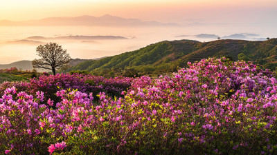 황매산 !
