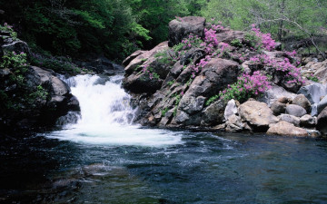 지리산골수달래