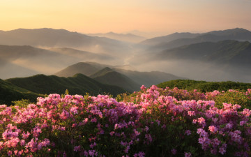 지리산의 미 (봄)