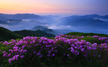 지리산의 미 (봄)