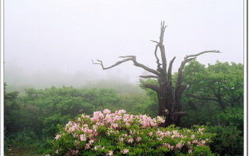 덕유의 털진달래