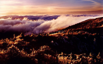 덕유산 황금빙화와 운해