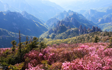 설악산 진달래