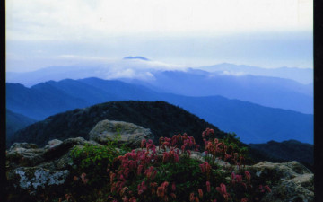 지리산 산오이풀