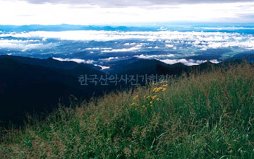 노란 마타리가 있는 풍경