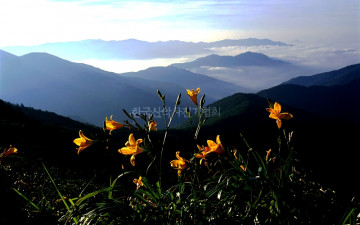 원추리가 있는 정물