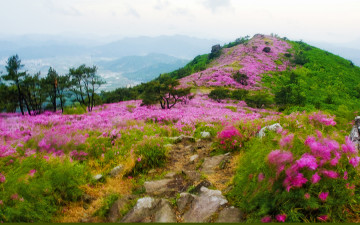 꽃샘바람 매서울적에