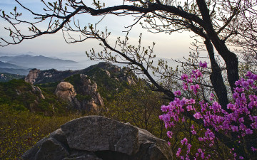 도봉산 진달래 - 포대능선