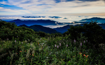 대덕유 여름정원