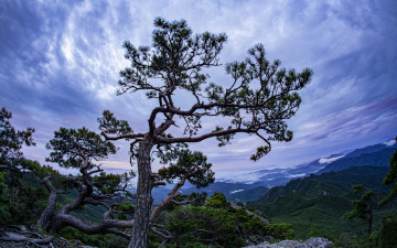 가야산의 미인송