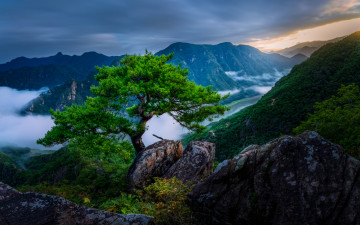 제비봉 명품소나무