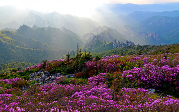 내설악의 진달래