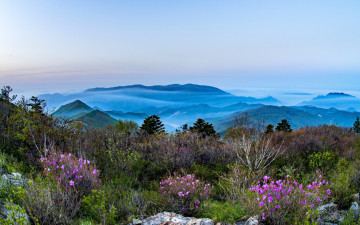 진달래 - 함백산