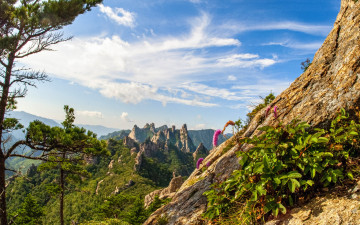 공룡능선 야생화