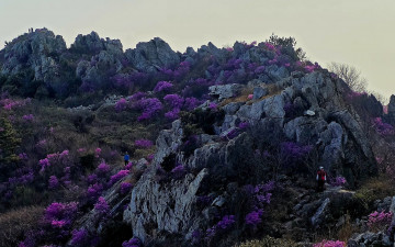 주작산. - 덕룡산(주작산)