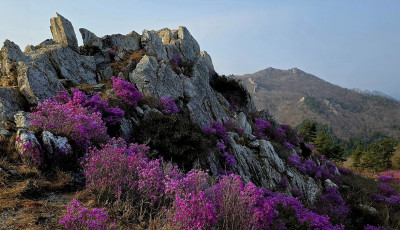 주작산. - 덕룡산(주작산)