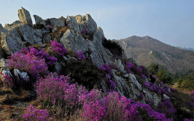 주작산. - 덕룡산(주작산)