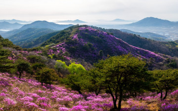 고려산 진달래 (드론사진)
