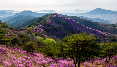 고려산 진달래 (드론사진)
