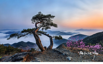 봄을 기다리는 소나무