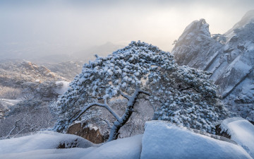 Y계곡 소나무 설경
