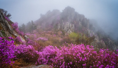 주작산 진달래 - 덕룡산(주작산)