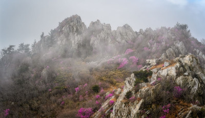 주작산 진달래 - 덕룡산(주작산)