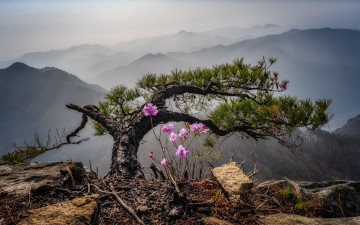 생애대 소나무 - 대둔산