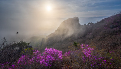 금정산 진달래 - 금정산