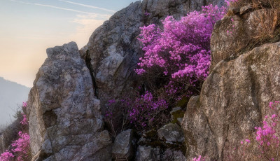 주자의 봄 - 덕룡산(주작산)