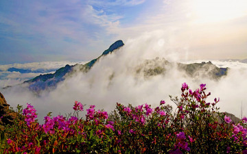 미리 가보는 월출산의 봄 - 월출산