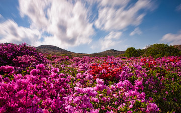 좋은 아침 - 황매산