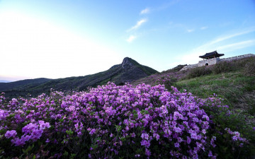 황매산  철죽 끝물